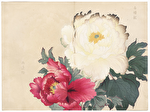 Dark Pink and White Peonies by Tanigami Konan (1879 - 1928)