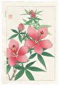 http://www.fujiarts.com/japanese-prints/DUPshodo/hibiscuspink_002f.jpg
